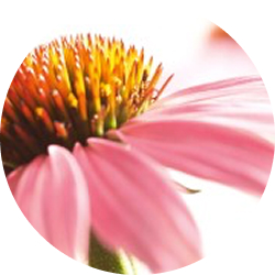 Echinacea purpurea
