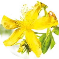 Hypericum perforatum