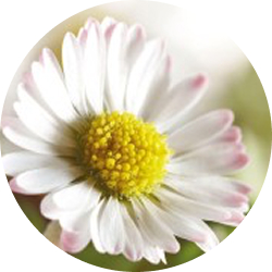 Bellis perennis​