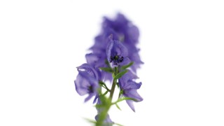 Aconitum napellus