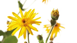 Arnica montana