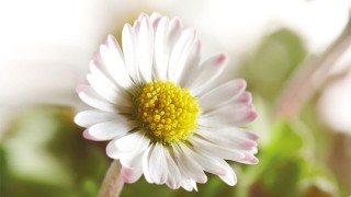 Bellis perennis