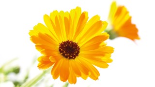 Calendula officinalis