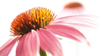 Echinacea purpurea