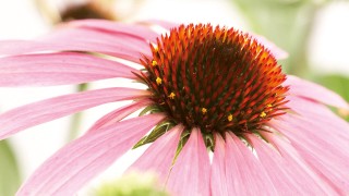 Echinacea