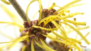 Hamamelis virginiana