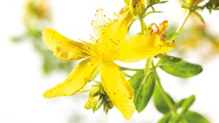 Hypericum perforatum